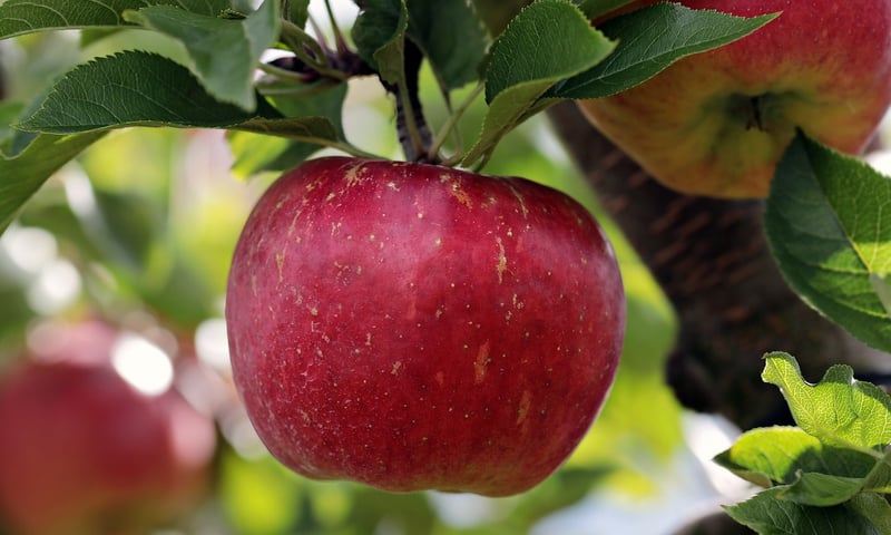 Apple I Computer